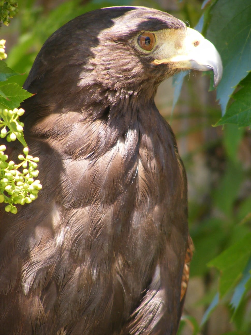 brown eagle in closeup photography preview