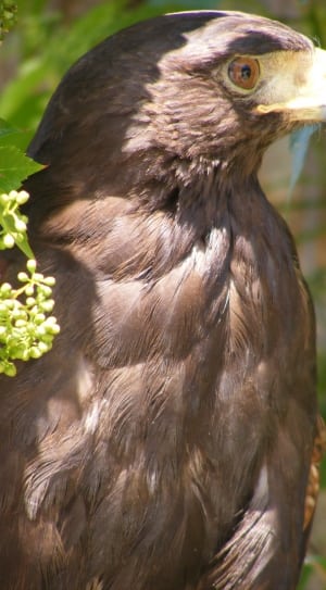 brown eagle in closeup photography thumbnail