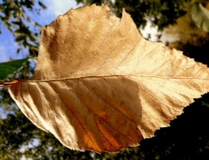 weathered leaf thumbnail