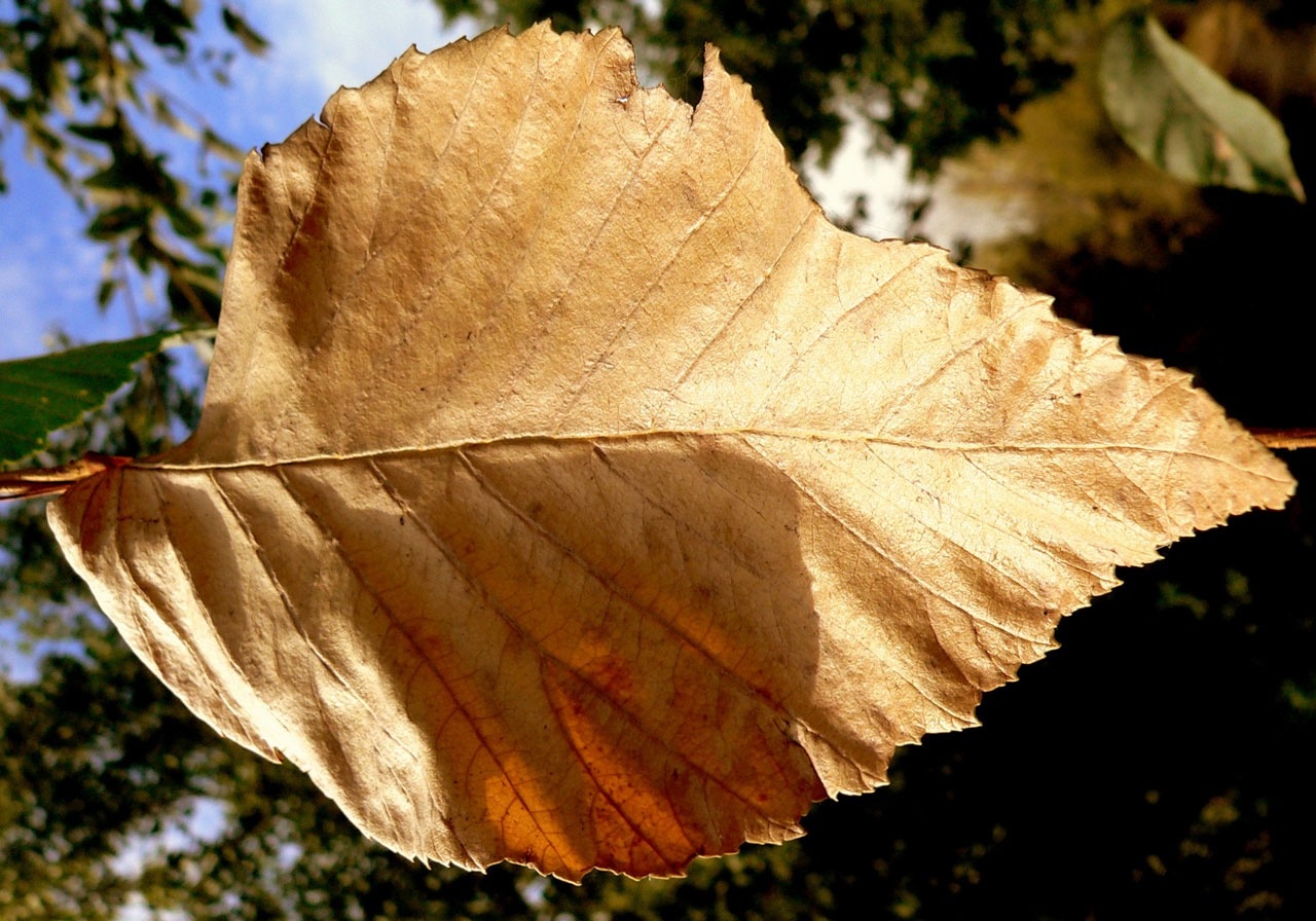 weathered leaf