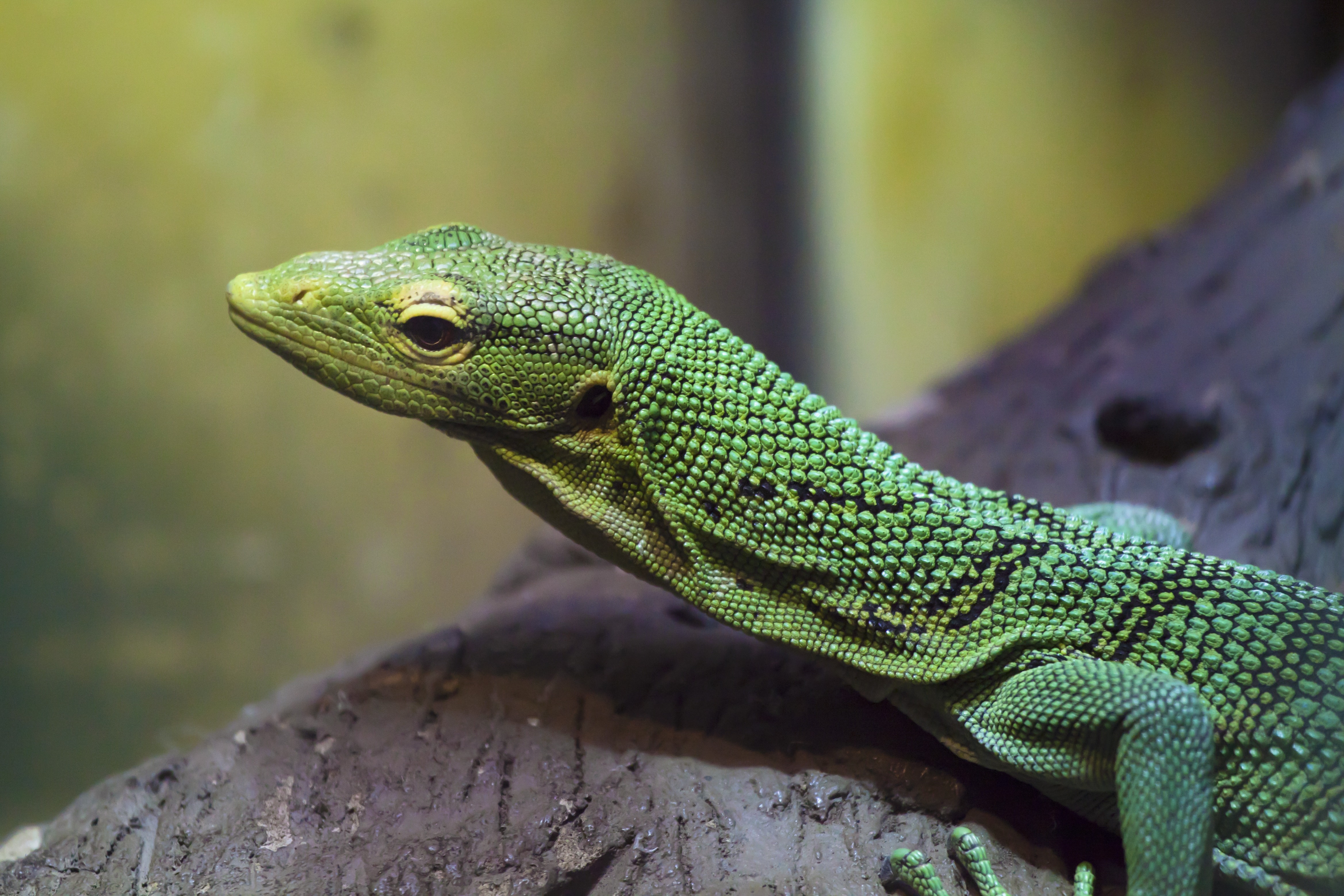 Главный ящер. Зеленый древесный Варан. Рептилия - ящерица. Грин Лизард. Green Lizard цвет.