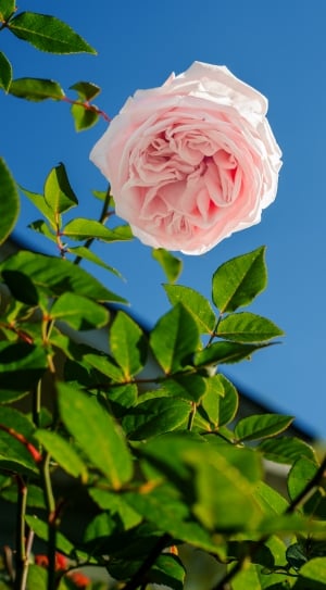 shallow photo of pink rose during day time thumbnail
