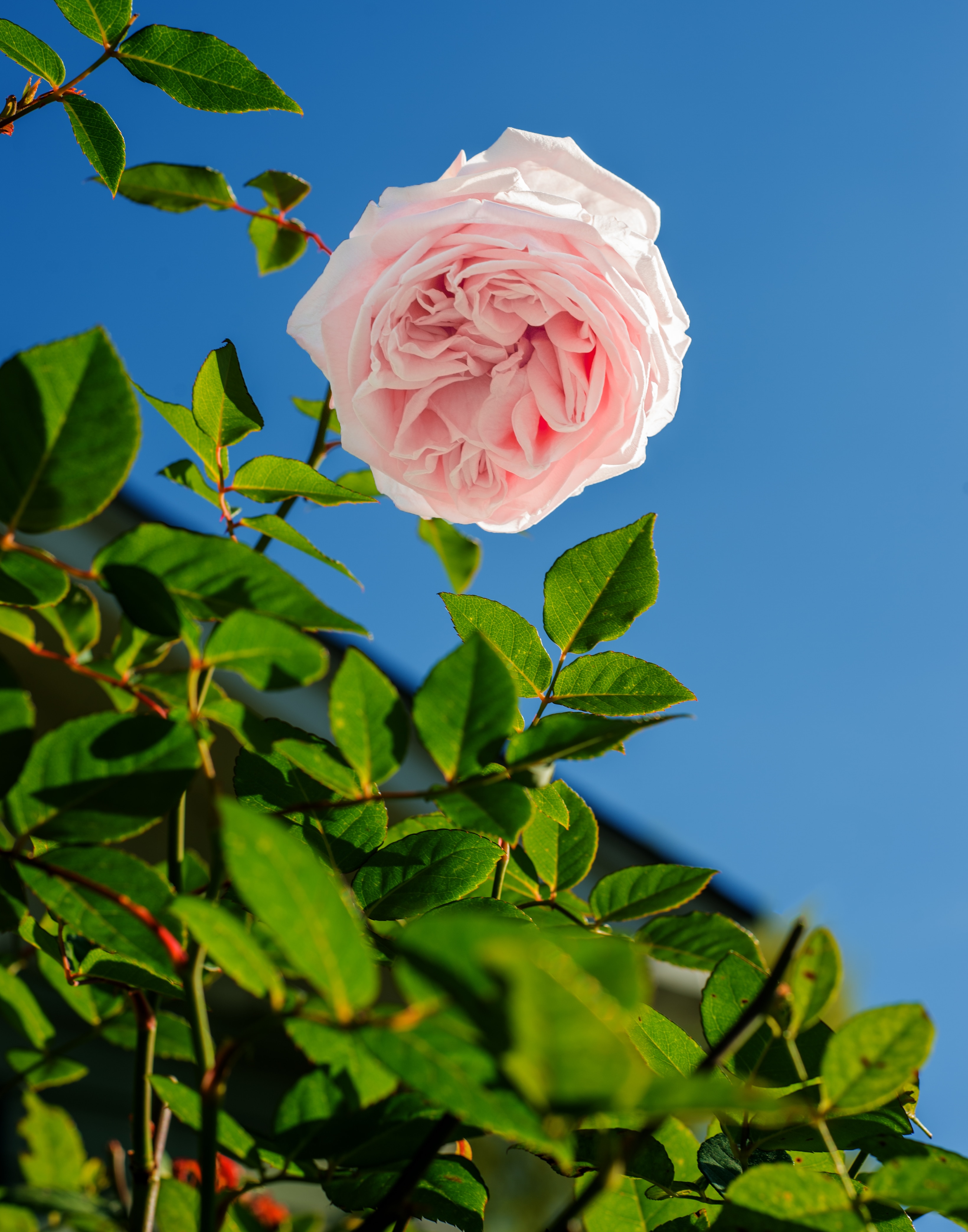 shallow photo of pink rose during day time