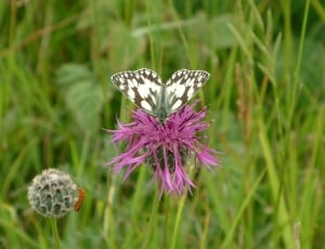 marbled white butterfly on purple flower thumbnail