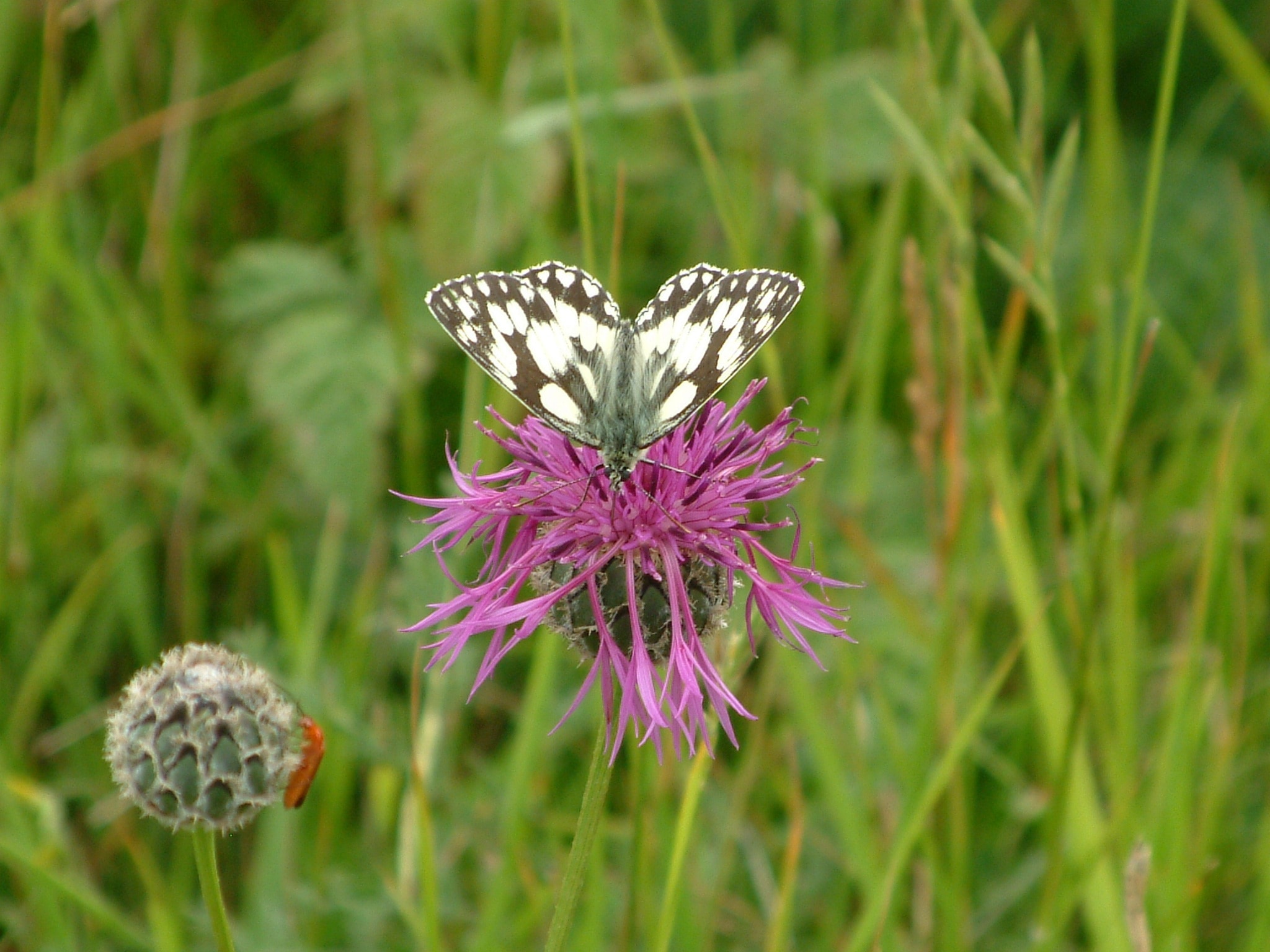 marbled white butterfly on purple flower