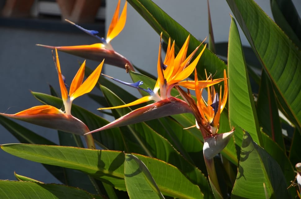 birds of paradise flowers preview