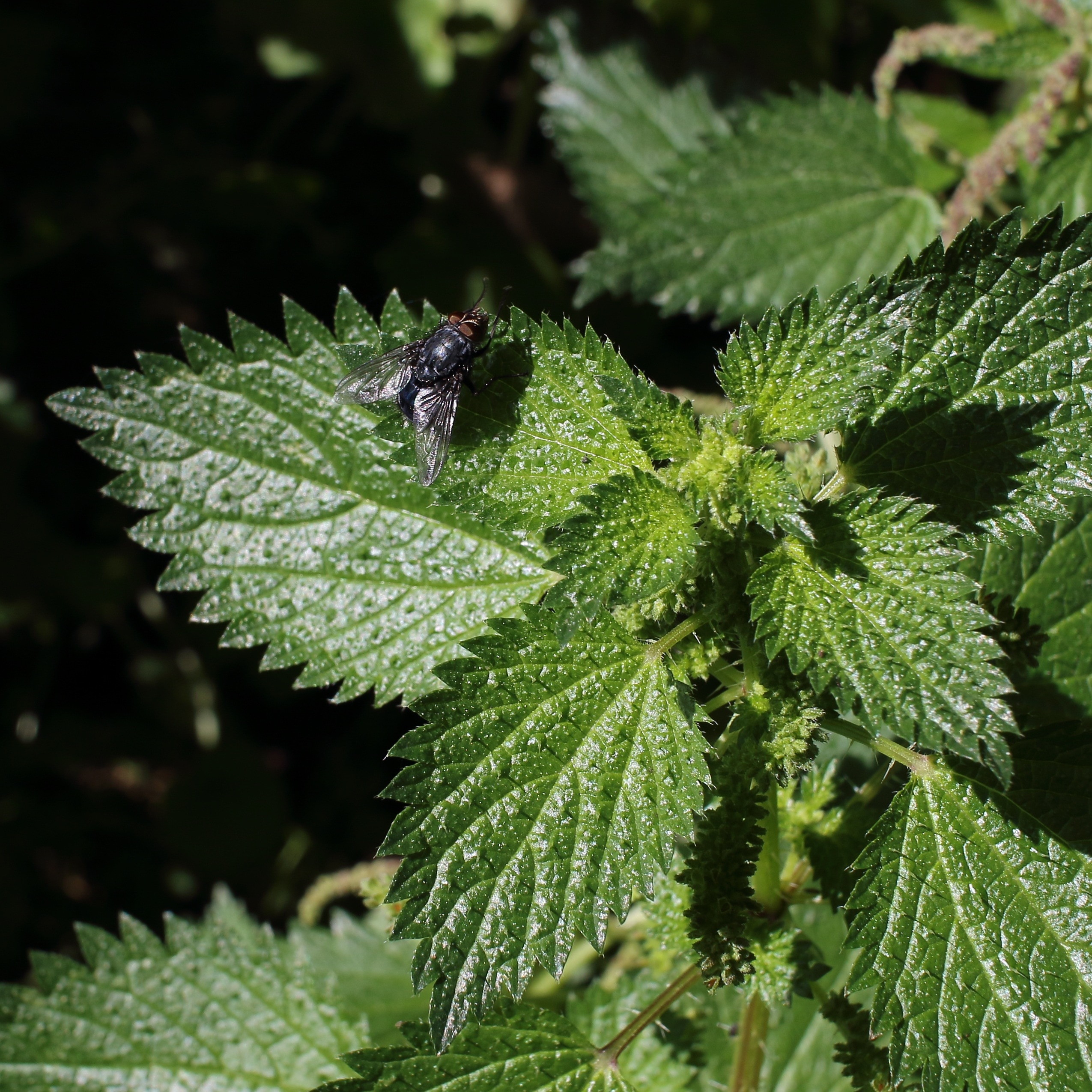 green leaf plant and housefly