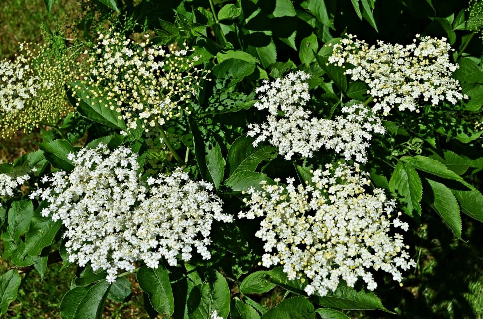 white multi petaled cluster flower preview