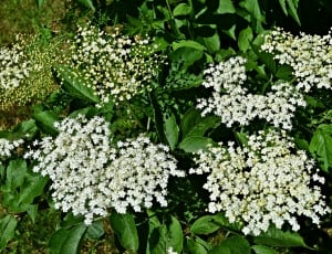 white multi petaled cluster flower thumbnail