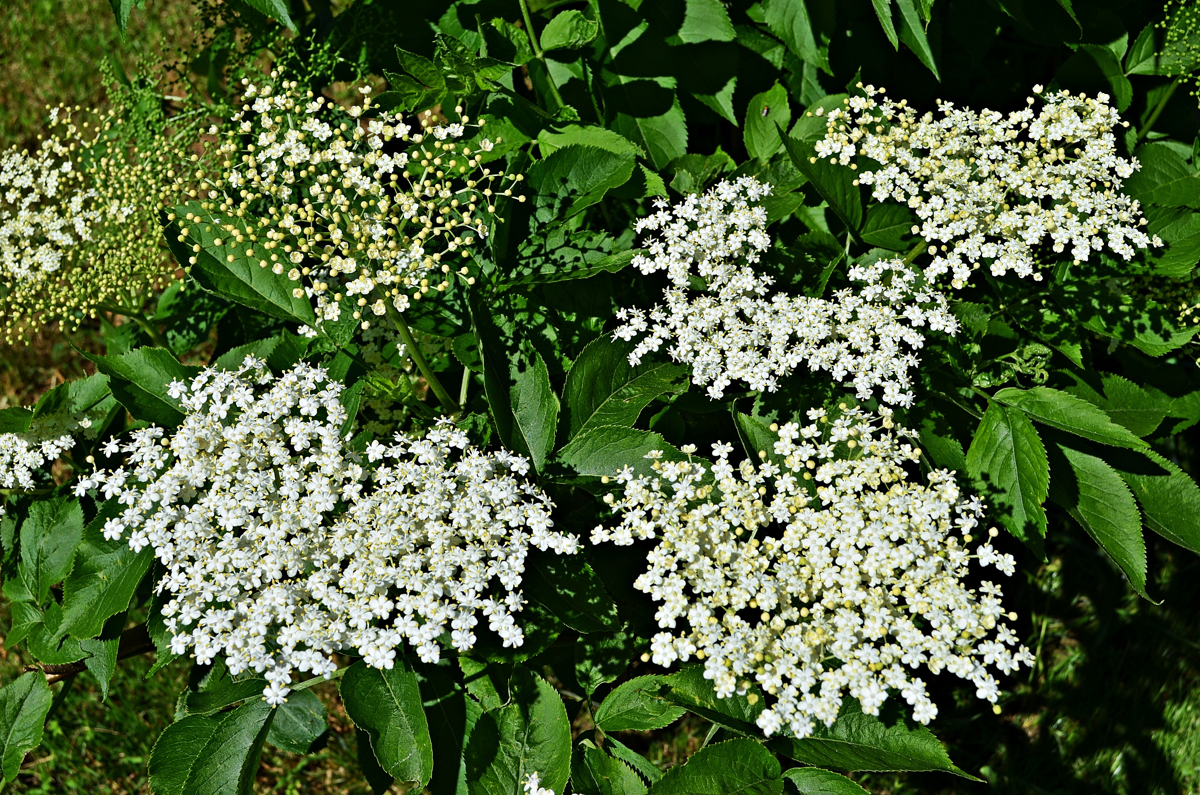 white multi petaled cluster flower