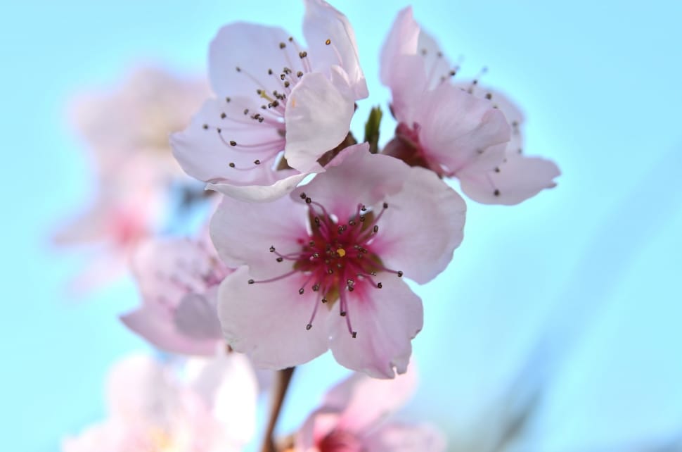 pink cherry blossom preview