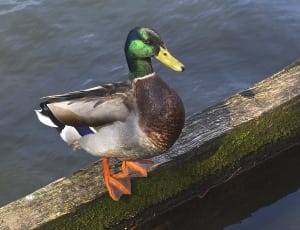 malard duck thumbnail