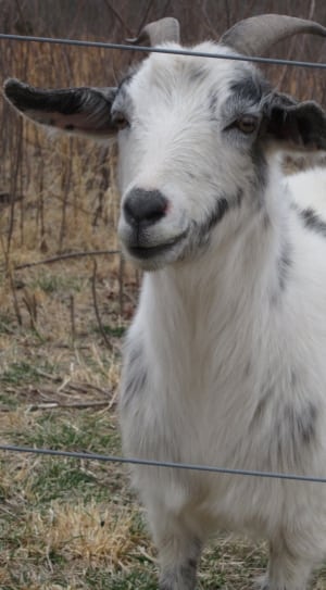 white and black goat thumbnail