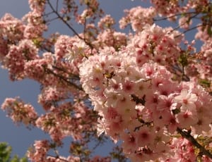 sakura tree thumbnail