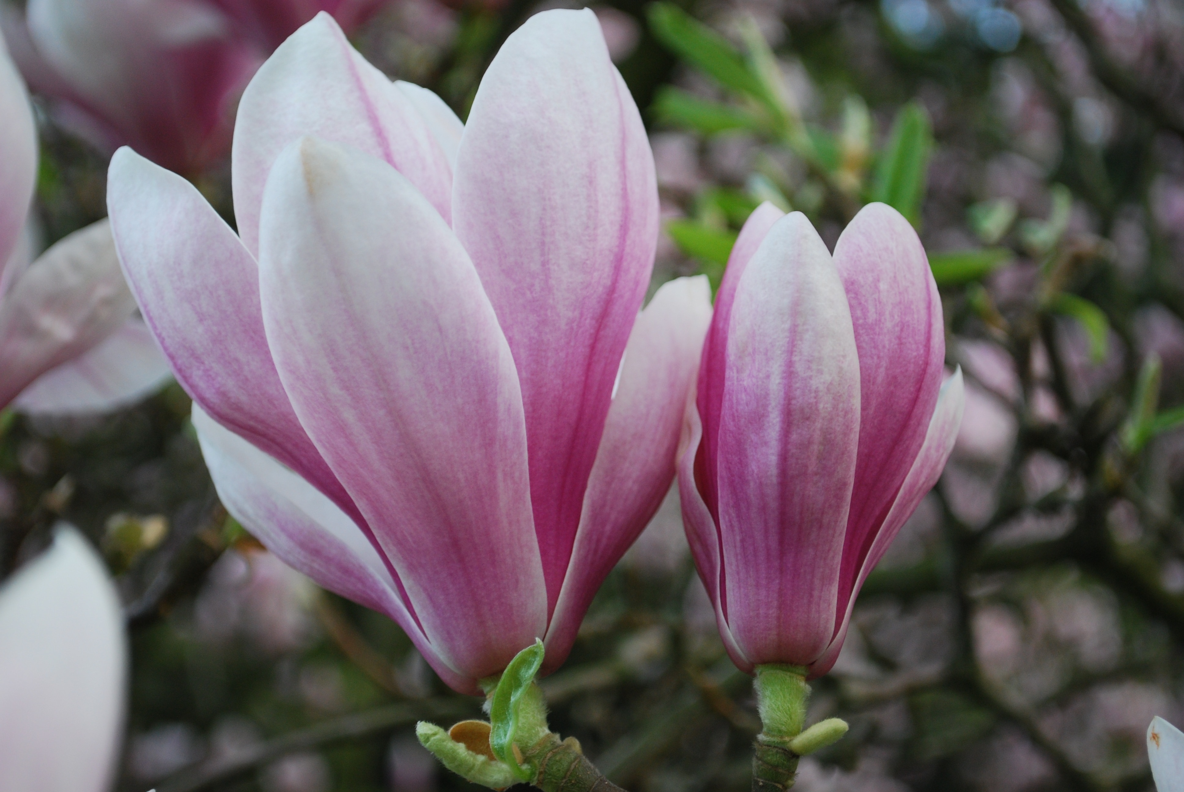 Magnolia, Nature, Plants, Flowers, pink color, flower
