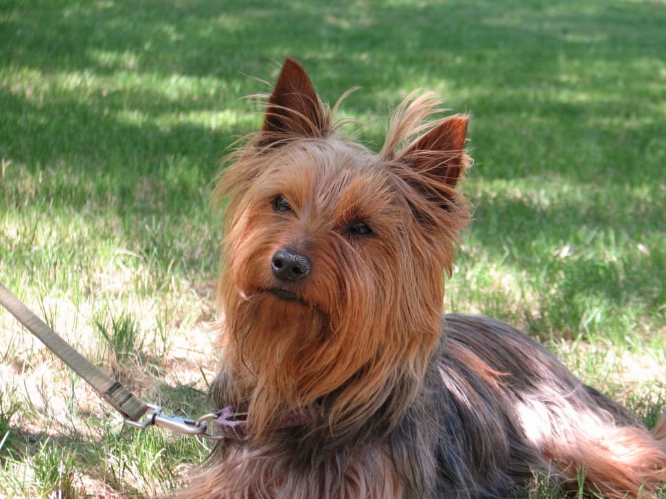 gray and tan Australian Silky Terrier preview