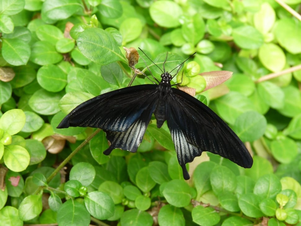 black butterfly preview