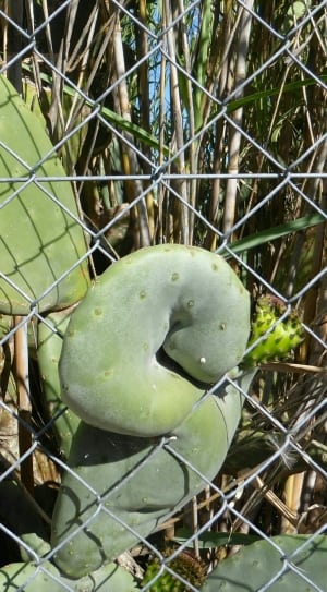 green cactus plant thumbnail