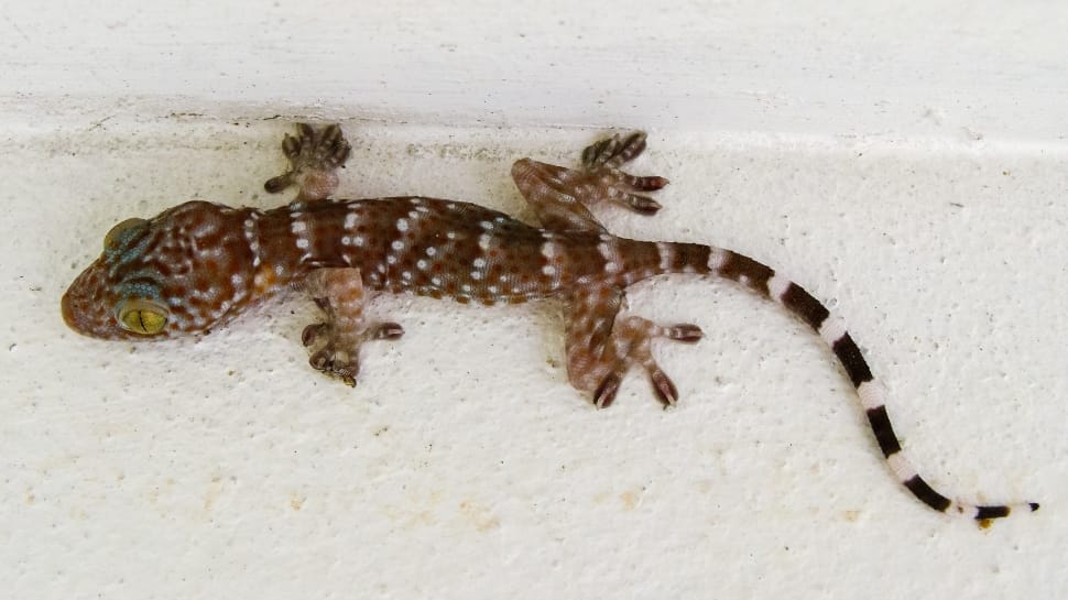 brown and white leopard gecko preview