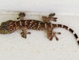 brown and white leopard gecko thumbnail