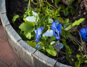 shallow focus photography of blue flowers in pot thumbnail