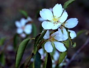 white cherry blossom thumbnail
