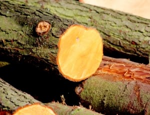 cut wood logs close up photography thumbnail