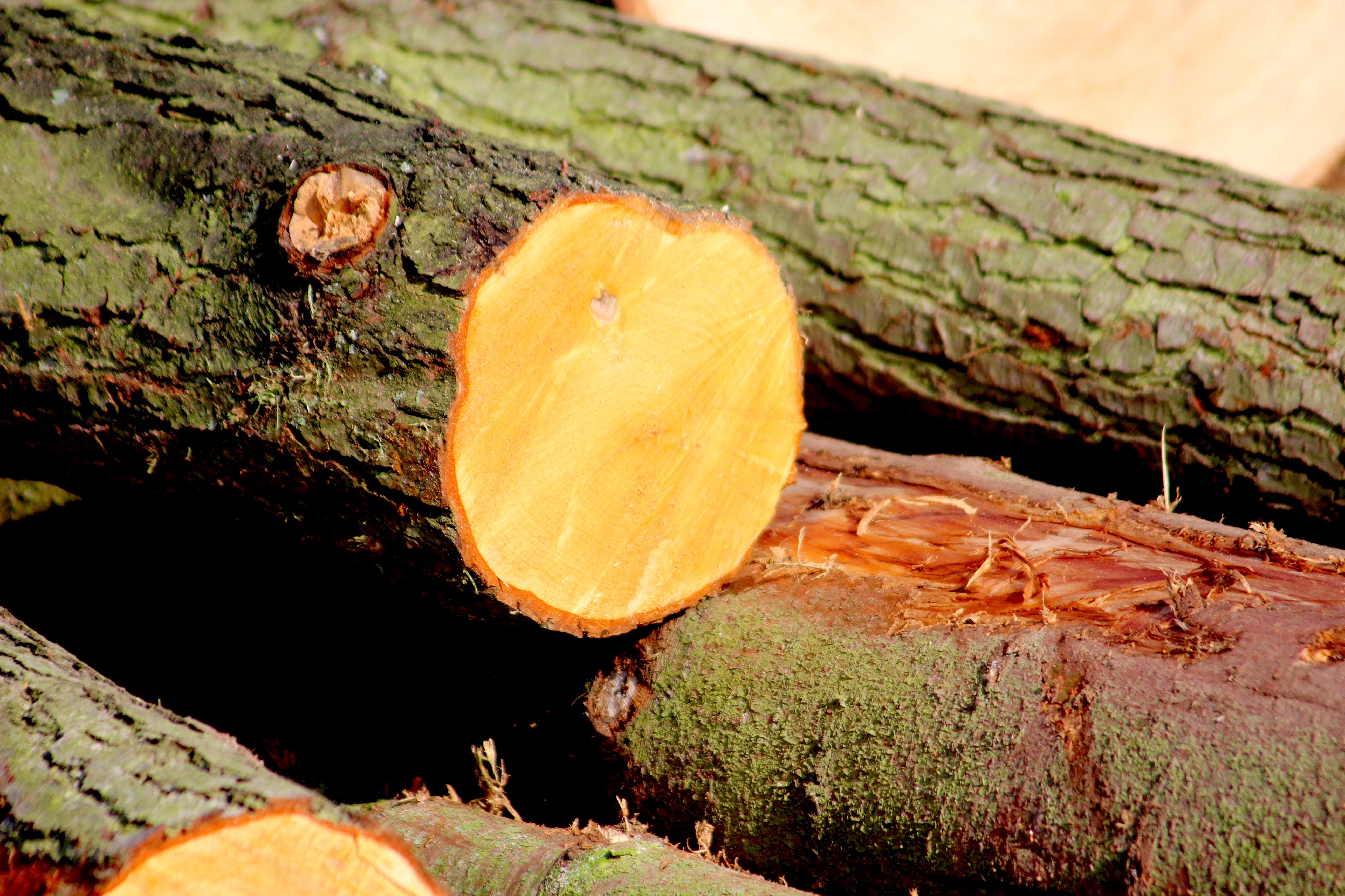 cut wood logs close up photography
