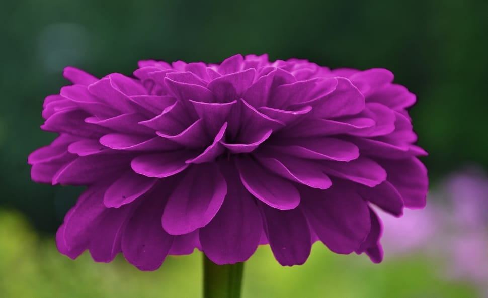 purple chrysanthemum preview