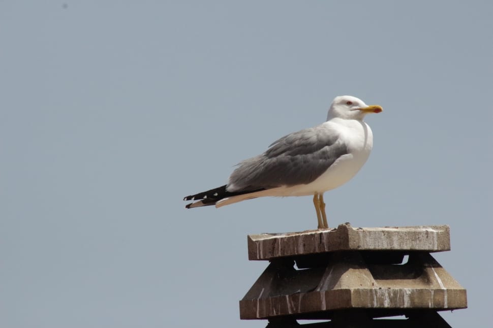 Seagull, Sardinia, Meditation, bird, one animal preview