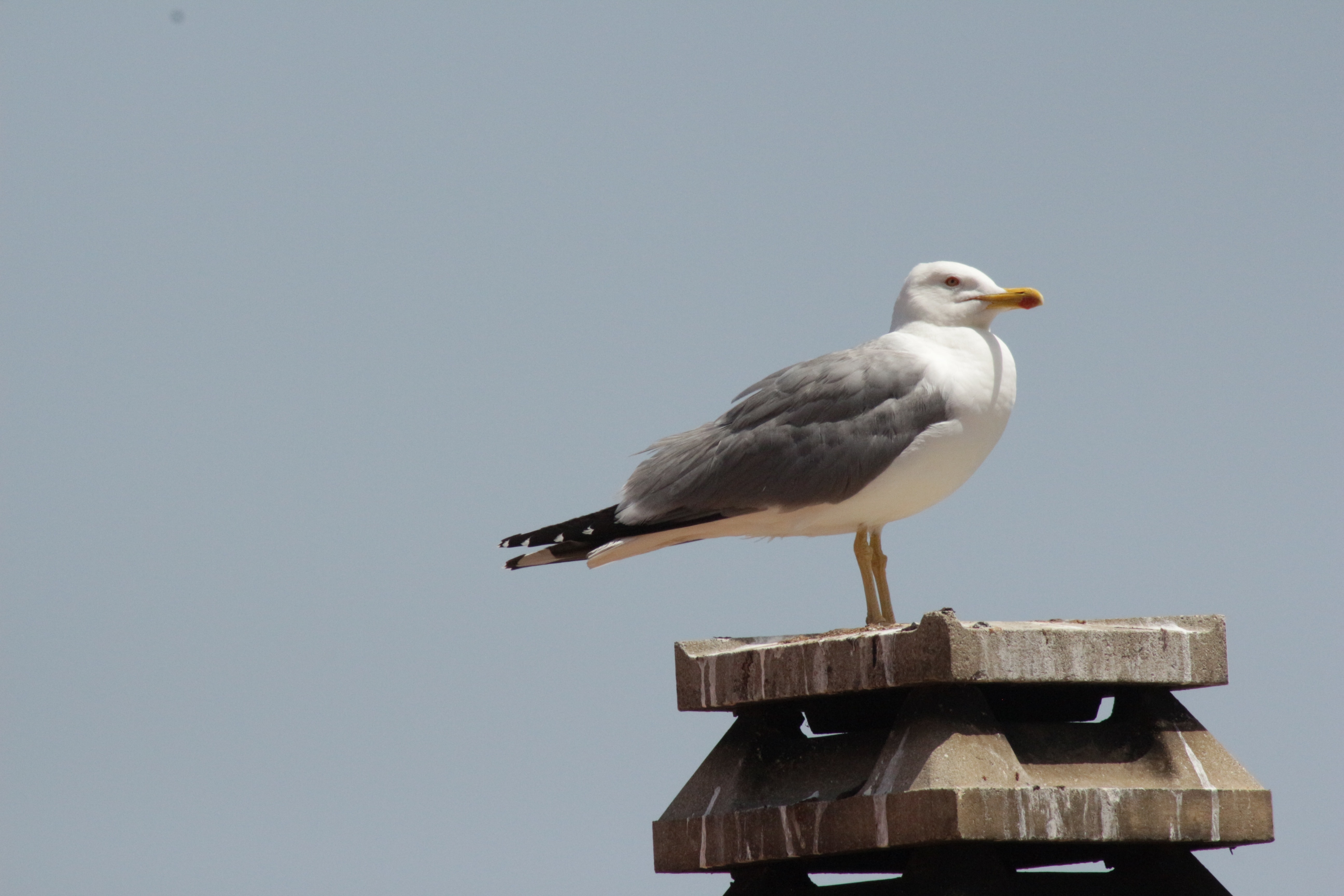 Seagull, Sardinia, Meditation, bird, one animal
