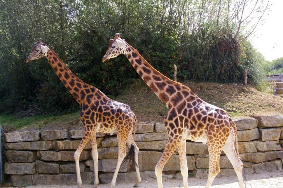 2 giraffe animals preview