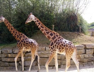 2 giraffe animals thumbnail