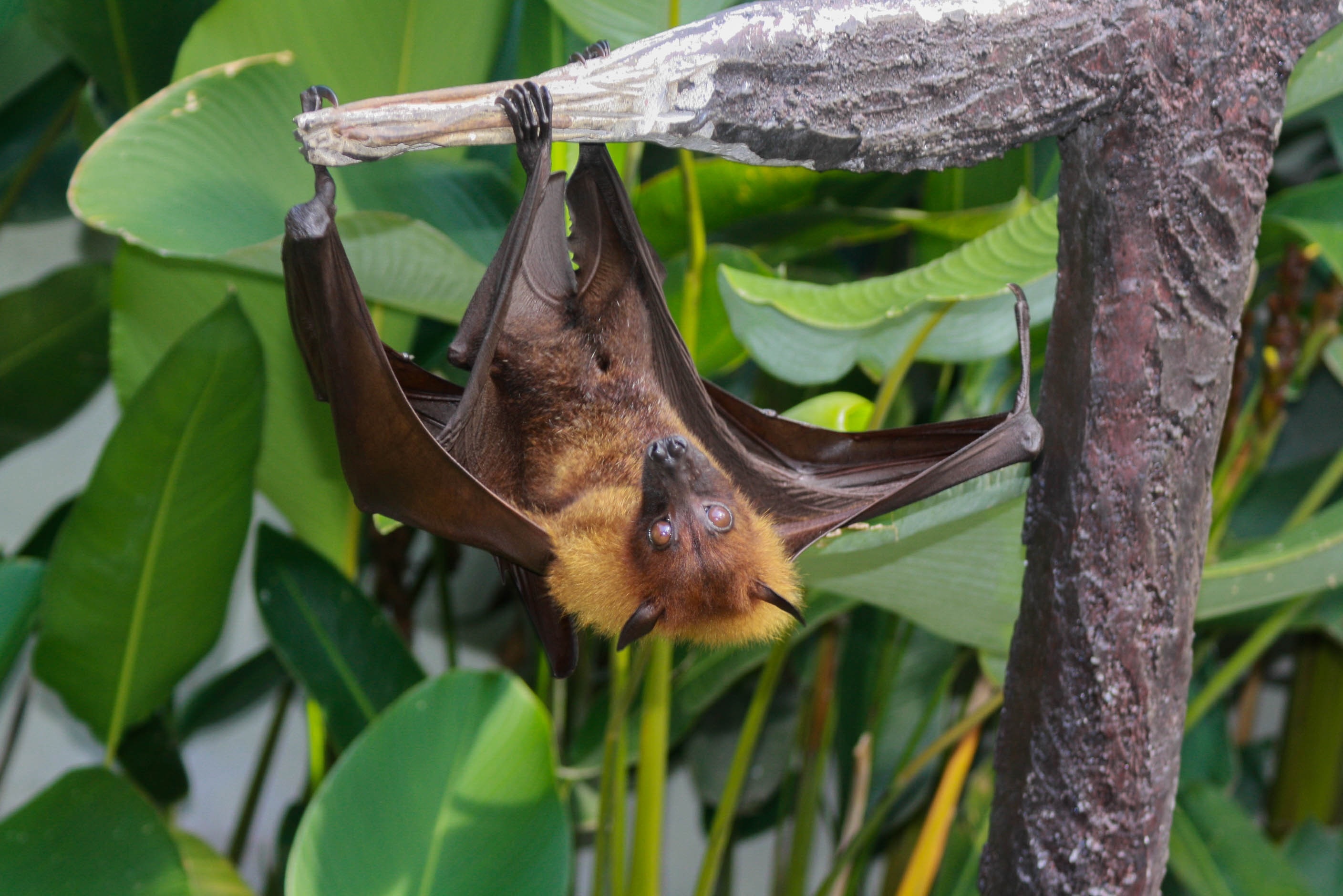 brown bat