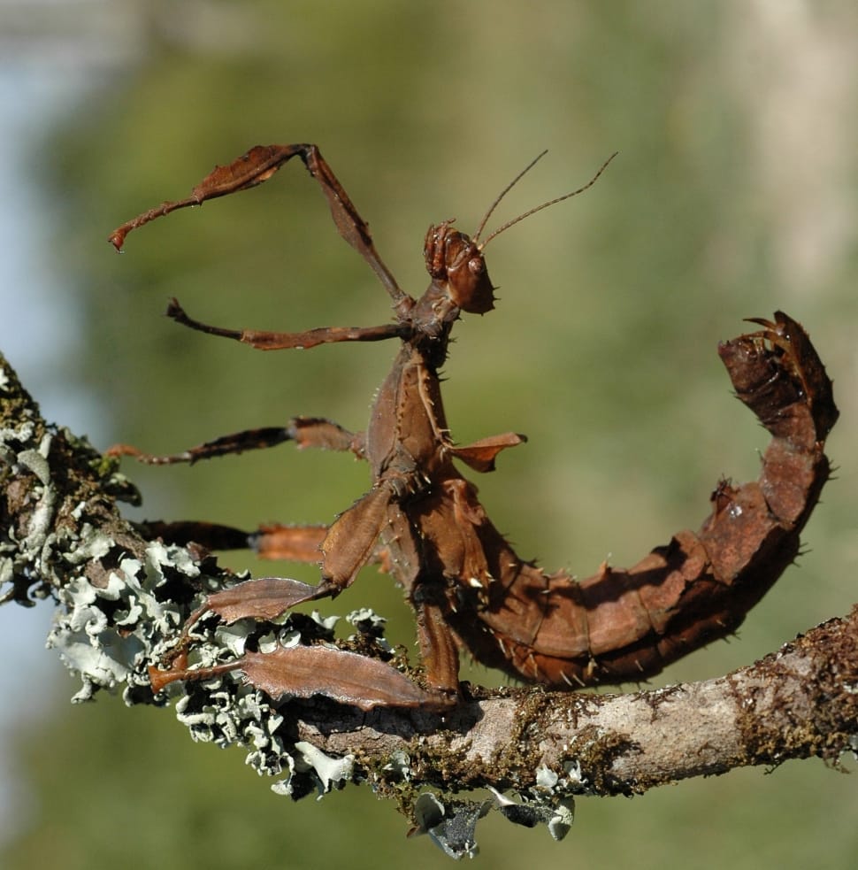 brown dead leaf mantis preview