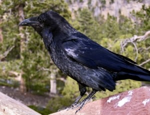 crow thumbnail