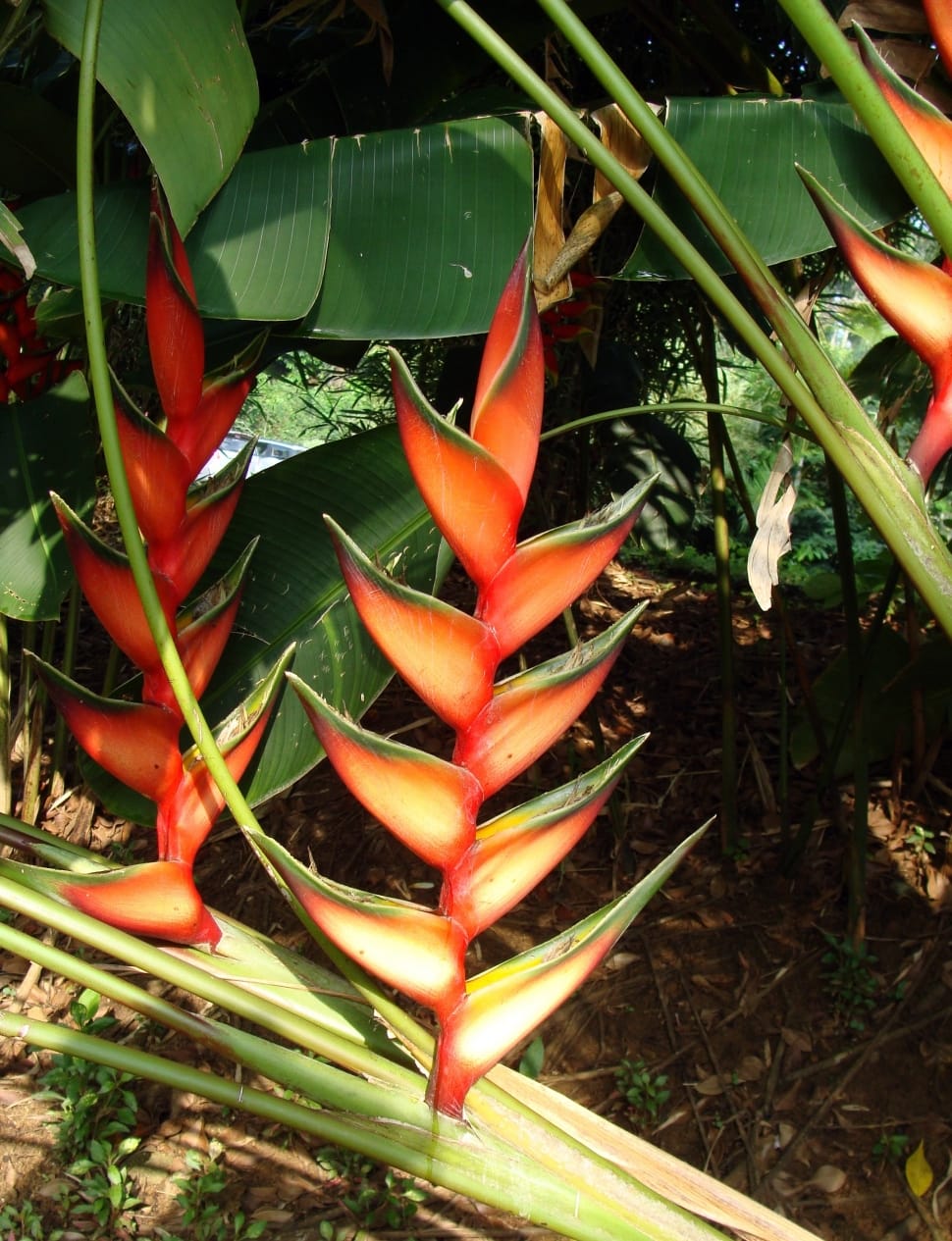 red birds of paradise flower preview