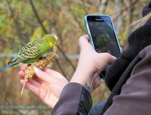 green and yellow parakeet thumbnail