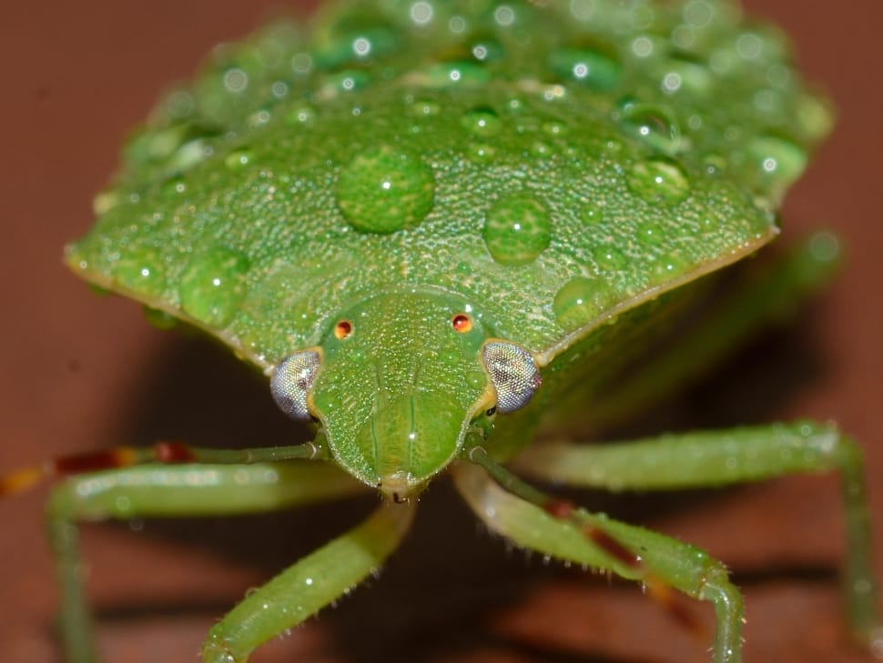 green stink bug preview