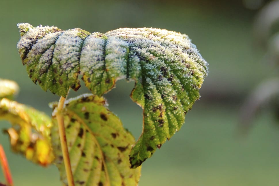 Frost, Cold, Winter, Hoarfrost, focus on foreground, nature preview