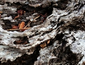white and brown wooden tree trunk thumbnail