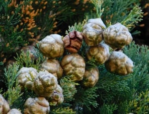 brown christmas tree ornament thumbnail
