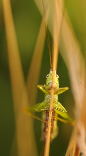 green grasshopper thumbnail