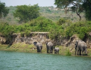 4 gray elephant thumbnail