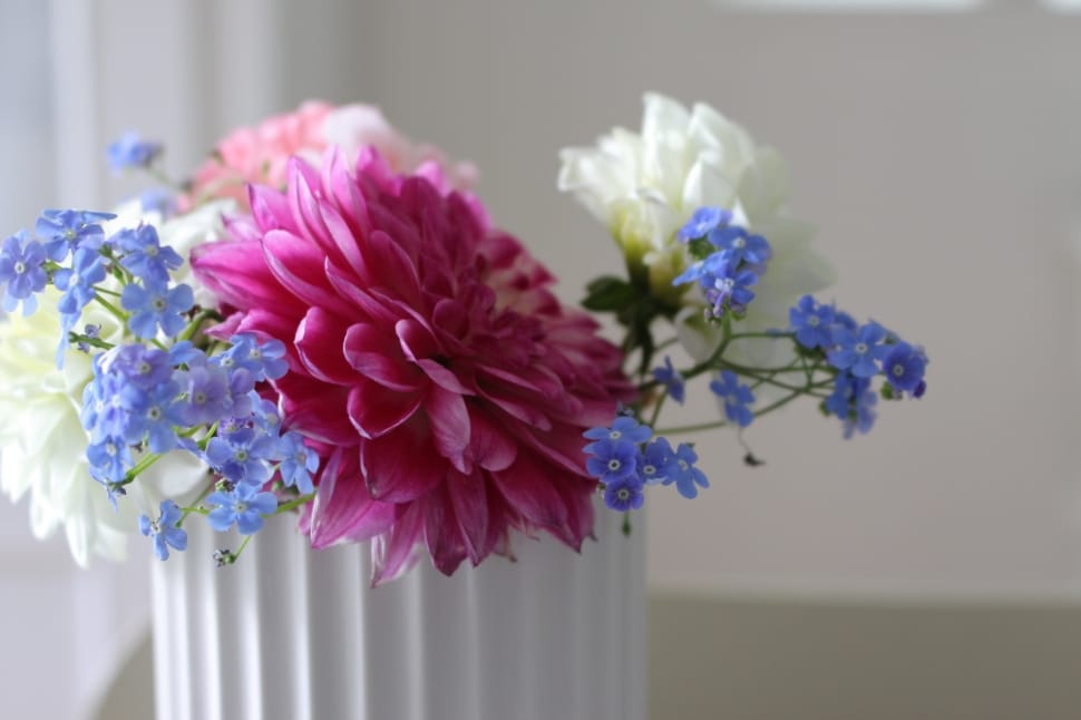 white pink and purple petaled flowers preview