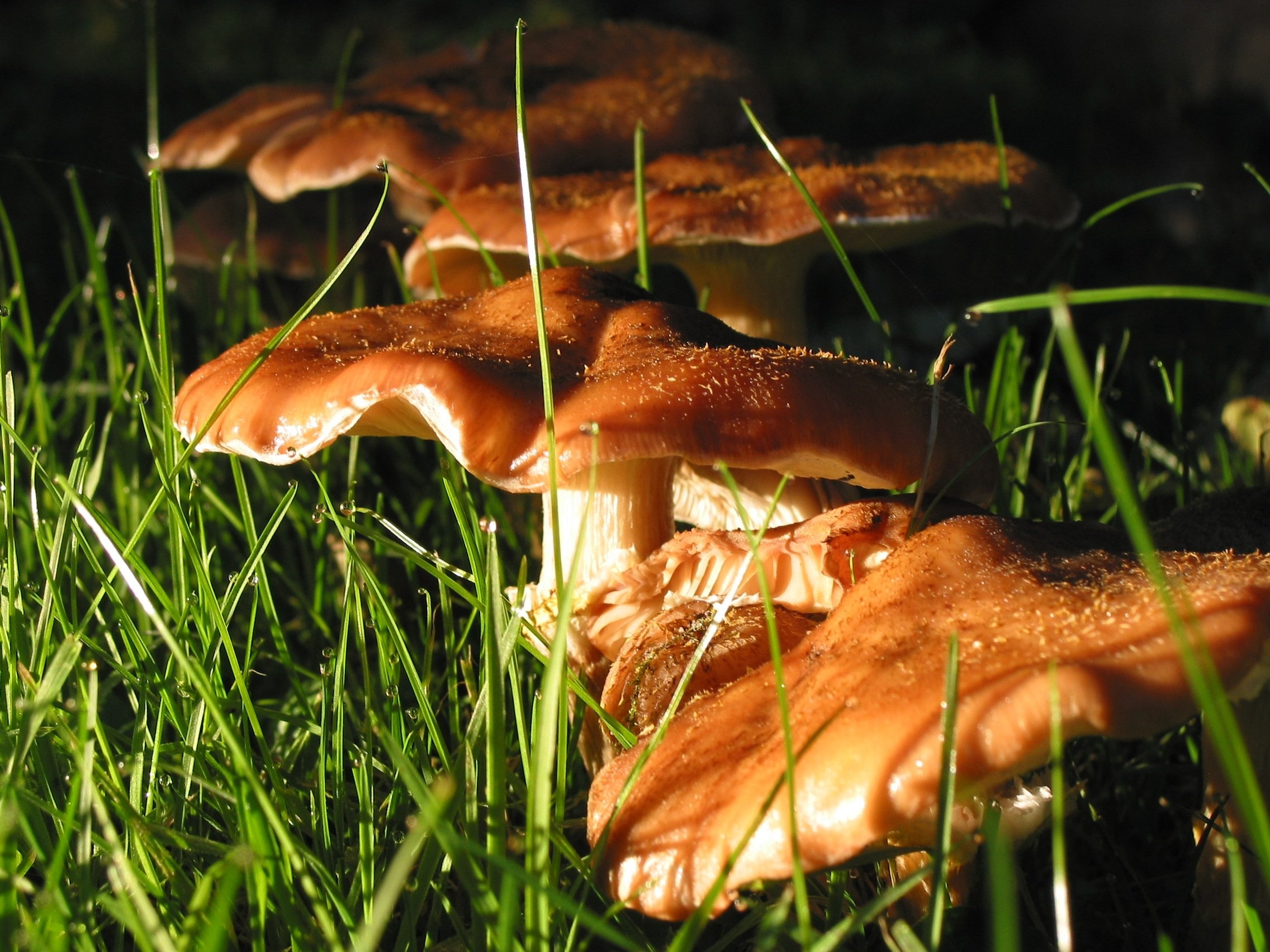 white and brown mushroom