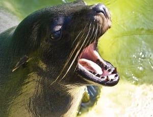 black sea lion thumbnail