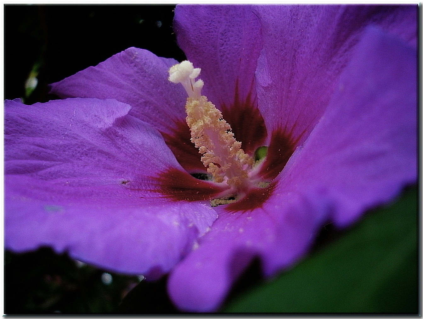 purple 5 petal fower