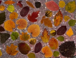 leaves collections thumbnail