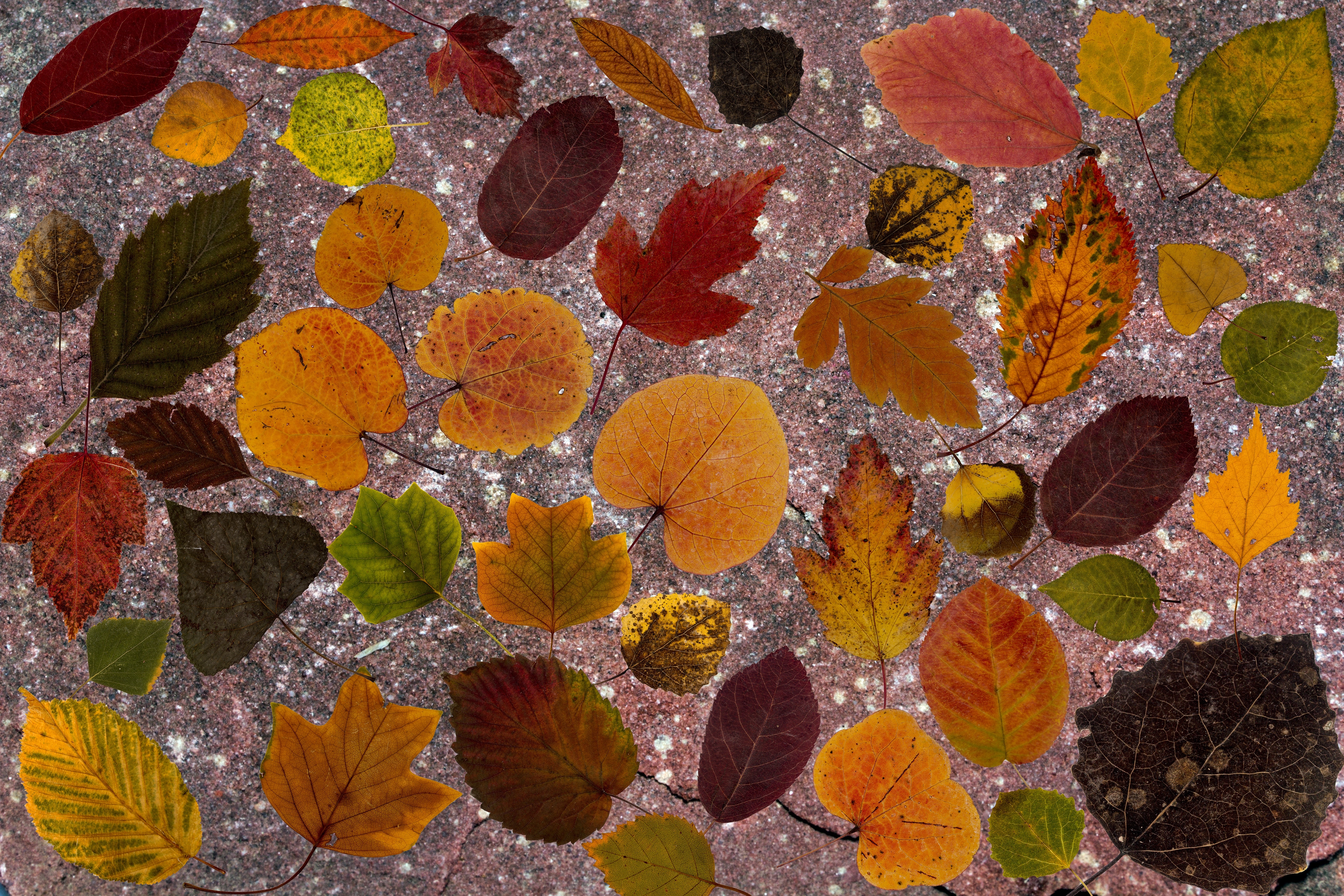 Осенний ковер из природного материала